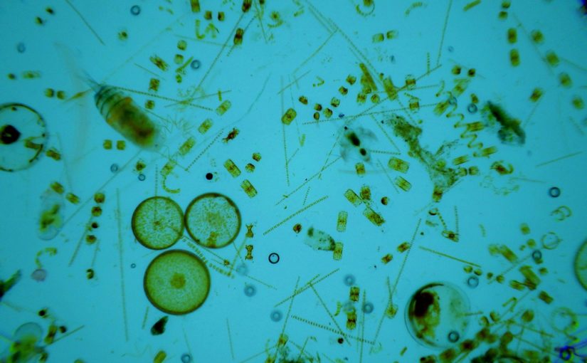 4 Fakta tentang Plankton yang jarang diketahui Misteri 