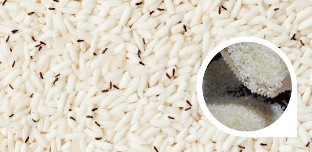 Senang betul nak mudah halau kutu beras. Ini 7 cara mudah dan guna barang asas di dapur sahaja