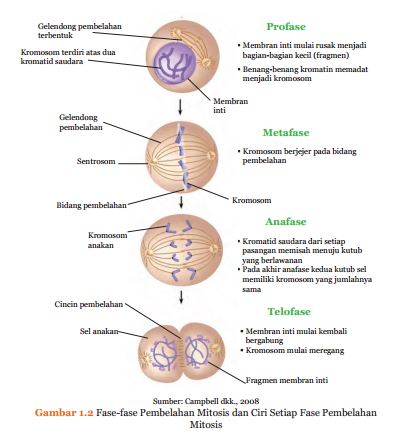 mITOSIS