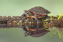 Midland Painted Turtle photo claims 5th Annual Ohio Legacy Stamp prize