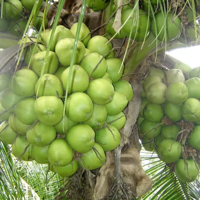 Coco ou Cocos nucifera Coco-da-baía, Coco-da-praia, Coqueiro, Coqueiro-anão, Coqueiro-da-índia