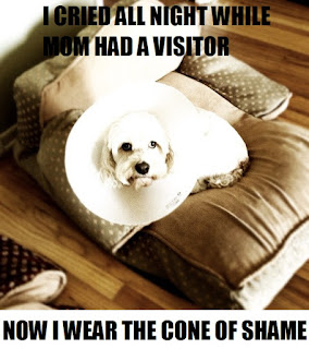 cone of shame