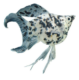 Gambar ikan