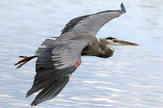 heron