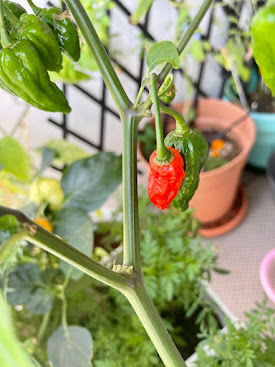 Naga Morich kasvin oksa jossa kiinni vihreä ja punainen palko