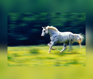 This is illustartion indicating the Appaloosa Horse Breed (One of the Most Popular Horse Breeds in the World)