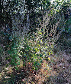 Mugwort, Artemisia vulgaris.  Walk round the Hawkwood Estate 08, 30 August 2016.