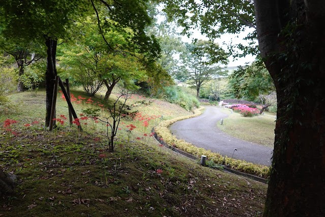 鳥取県西伯郡南部町鶴田　とっとり花回廊　花の谷