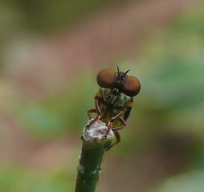 Should you be a small winged critter you'll not want to get on the radar