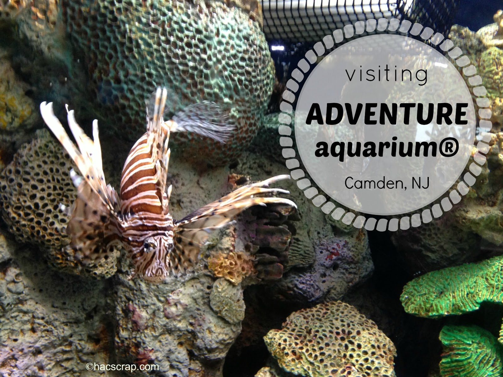 Visiting Adventure Aquarium in NJ - Visiting+ADventure+Aquarium