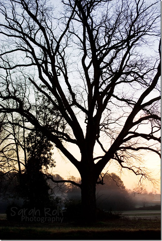 tree-silhoutte-at-dawn