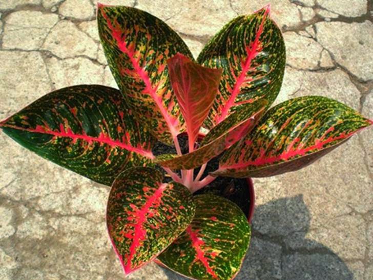 25+ Tanaman Aglaonema