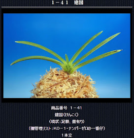  http://www.fuuran.jp/1-41.html