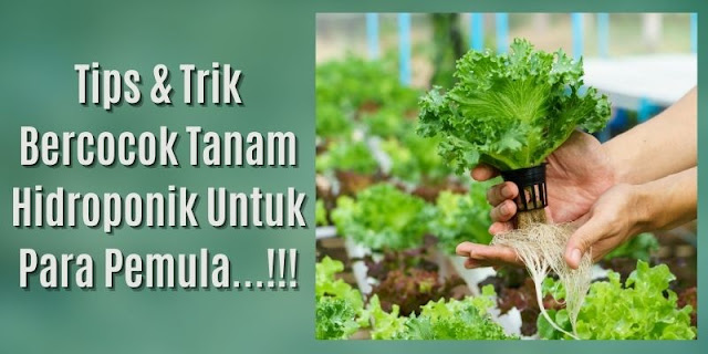 cara bercocok tanam hidroponik