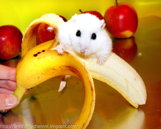 Funny hamster and banana.  