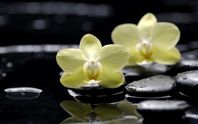 Orquídeas en el Agua Fondos de Escritorio de Flores