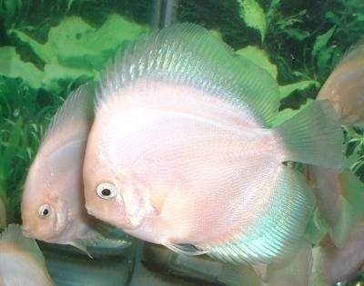 Discus Fish 