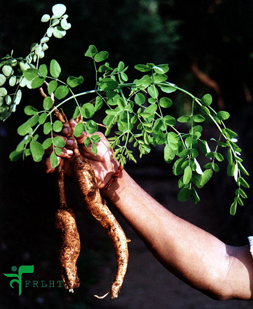 Moringa,مورينجا،مۆرینگا