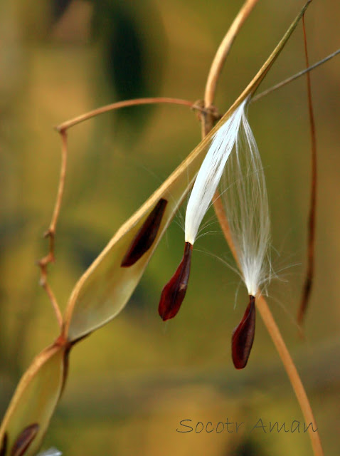 Tylophora aristolochioides