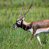 The blackbuck 