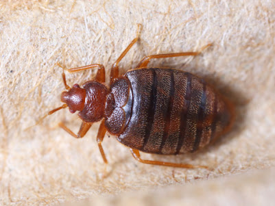 Worried About Spring Break Pests Like Bedbugs and Mosquitoes?