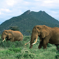 gambar gajah, foto gajah