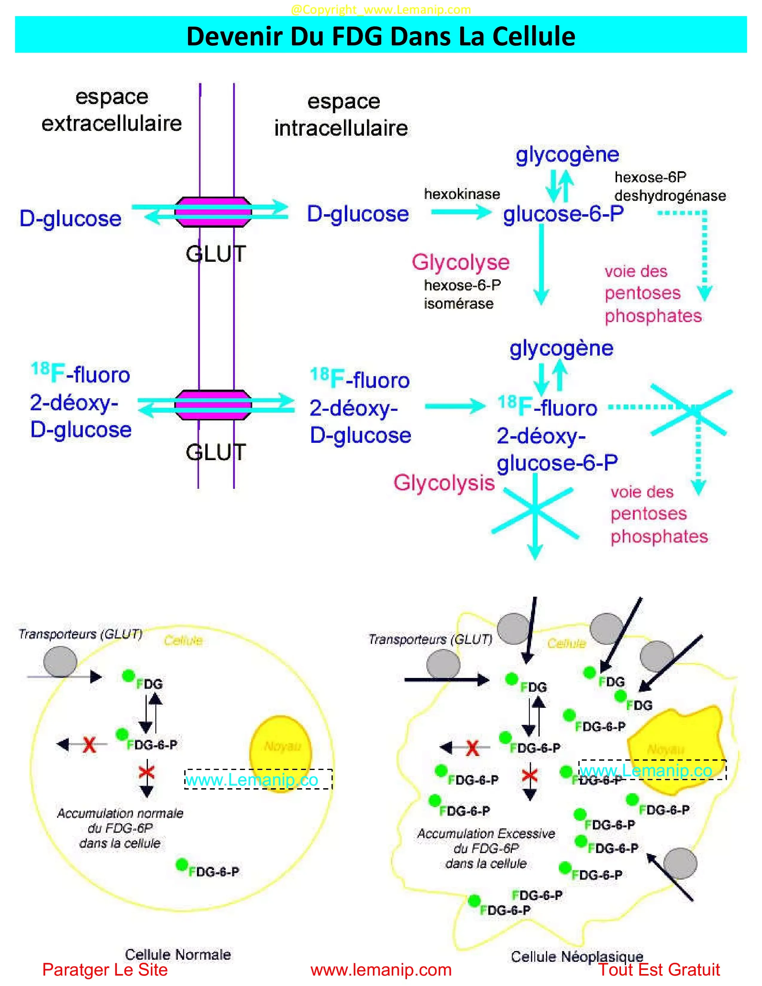 FDG Dans La Cellule