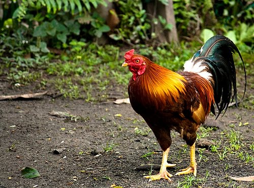 INDUSTRI AYAM: Village Chicken (Ayam Kampung)