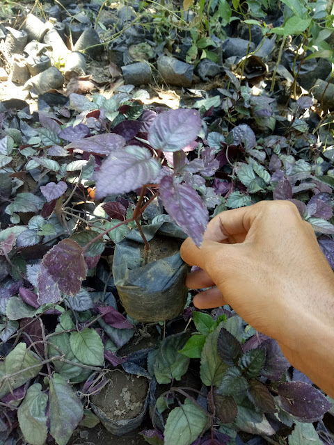 Jual Bibit Daun Syaraf Daun Ungu Tanaman Herbal Jual Jual Bibit Daun Syaraf Daun Ungu Tanaman Herbal Jual