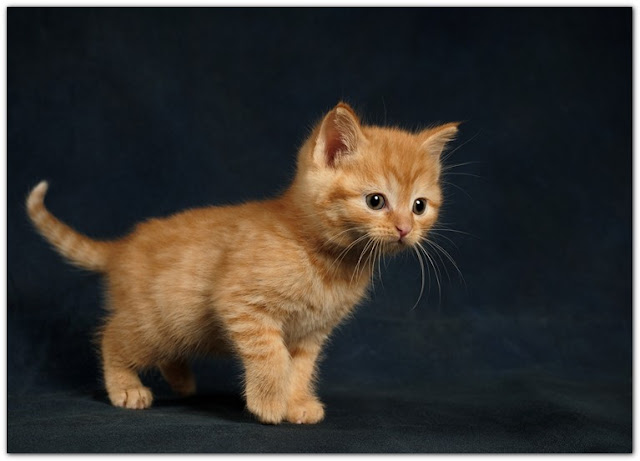Free Kittens For Adoption in Clayton, North Carolina