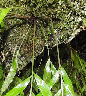南海鐵角蕨的葉柄