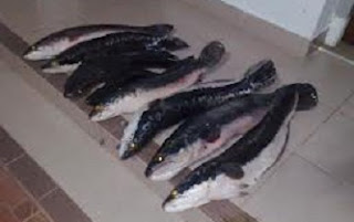 pembudidayaan ikan toman,cara memelihara ikan gabus toman,budidaya ikan toman 2010,budidaya ikan toman di kolam terpal,budidaya ikan toman di keramba,makalah ikan toman,ikan toman makan orang,