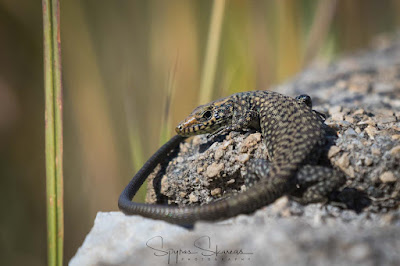 Hellenolacerta graeca GREECE BIRD TOURS