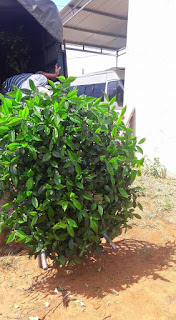 Cách trồng trà xanh Đà Lạt không bị chết khi trồng tại nhà