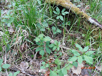 Morchella elata cachées