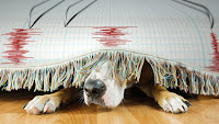 A frightened dog hides under a blanket during an earthquake.
