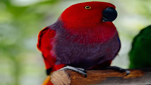 Eclectus