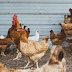 Πτηνοτροφία: 742 θετικά δείγματα, μολυσμένα με fipronil