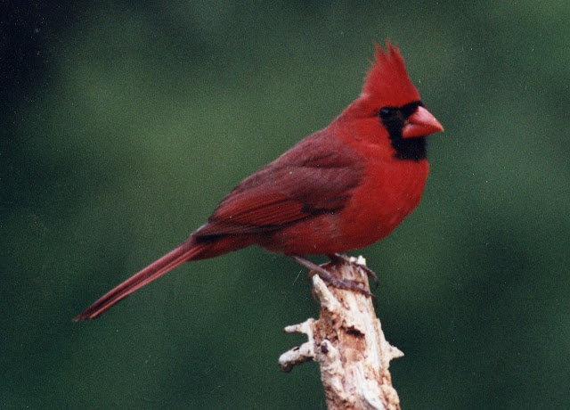 cardinal wallpaper,cardinal images,cardinal photo,cardinal picture,cardinals,cardinal bird,flying cardinal,sweet cardinals,red cardinal,