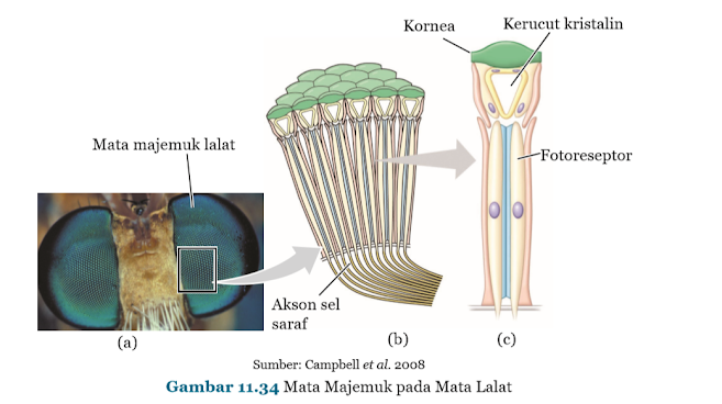 Gambar Mata Majemuk pada Mata Lalat