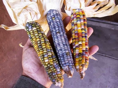 Glass Gem Corn, si Jagung Pelangi yang Unik