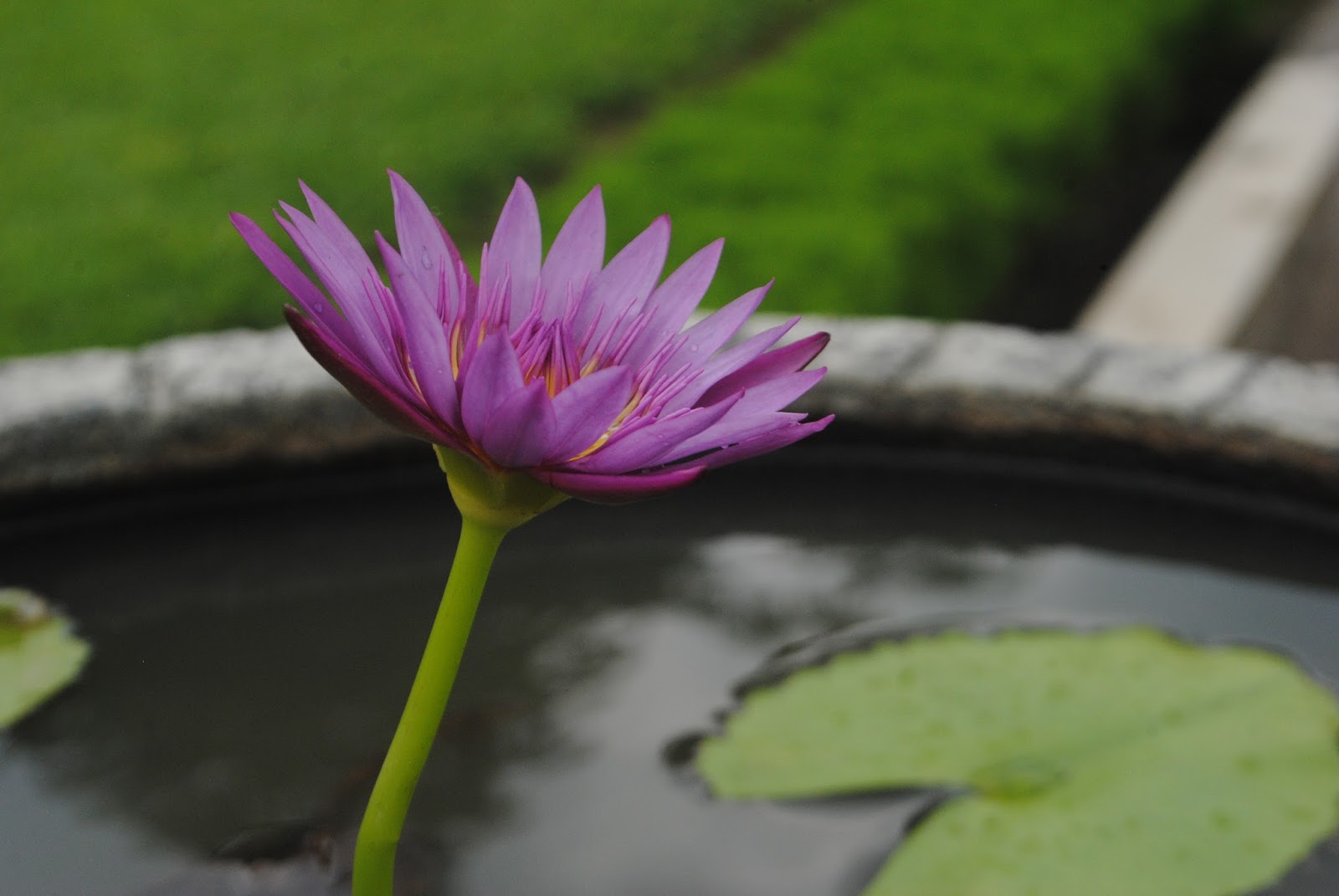 Gambar Wallpaper Bunga Teratai Gudang Wallpaper Gambar Wallpaper Bunga Teratai Gudang Wallpaper