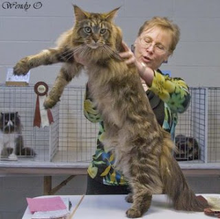 كم وزن أكبر قطة في العالم؟