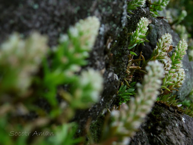 Orostachys japonica