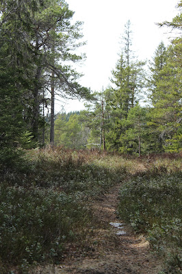 forest path