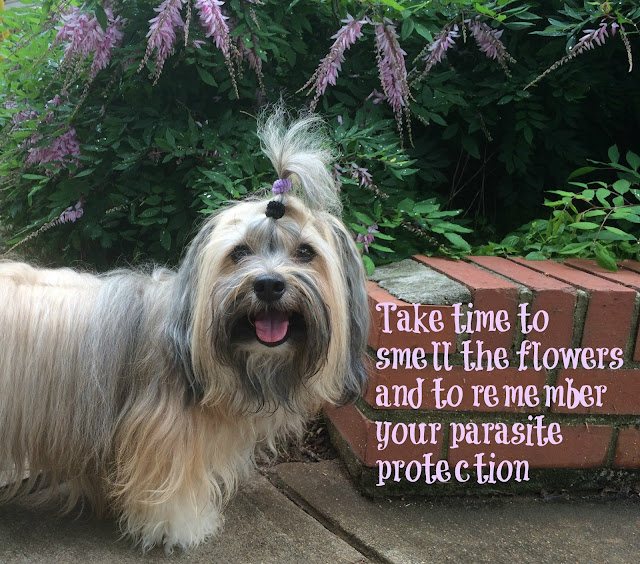 Reminder for Sentinel Spectrum heartworm and flea protection #SentinelSpectrum