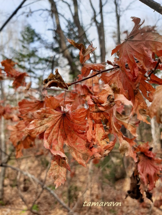 Клён ложнозибольдов (Acer pseudosieboldianum)