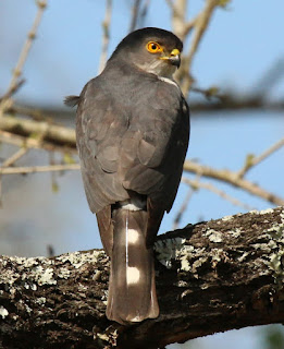 Accipiter minullus