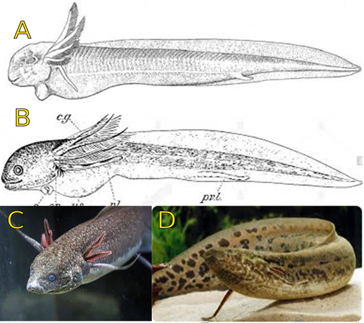 La metamorfosis. Diversas etapas en el desarrollo de Protopterus spp., este es un género de pez pulmonado propio de África, el único de la familia Protopteridae. Son peces alargados, con aspecto de anguila con las aletas pectorales y pélvicas muy delgadas, filiformes, y la dorsal y caudal fusionadas. Tienen el cuerpo cubierto por escamas blandas. Pueden nadar ondulando el cuerpo o reptar por el fondo usando sus aletas pares. Los ejemplares mayores alcanzan los 2 metros de longitud. Estos organismos pasan una metamorfosis semejante a la de los anfibios, con alevines (A, B, C) que respiran por branquias externas y adultos con pulmones verdaderos (D).