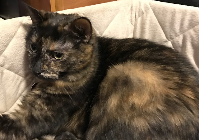 Real Cat Paisley in the dog's bed, April 2017